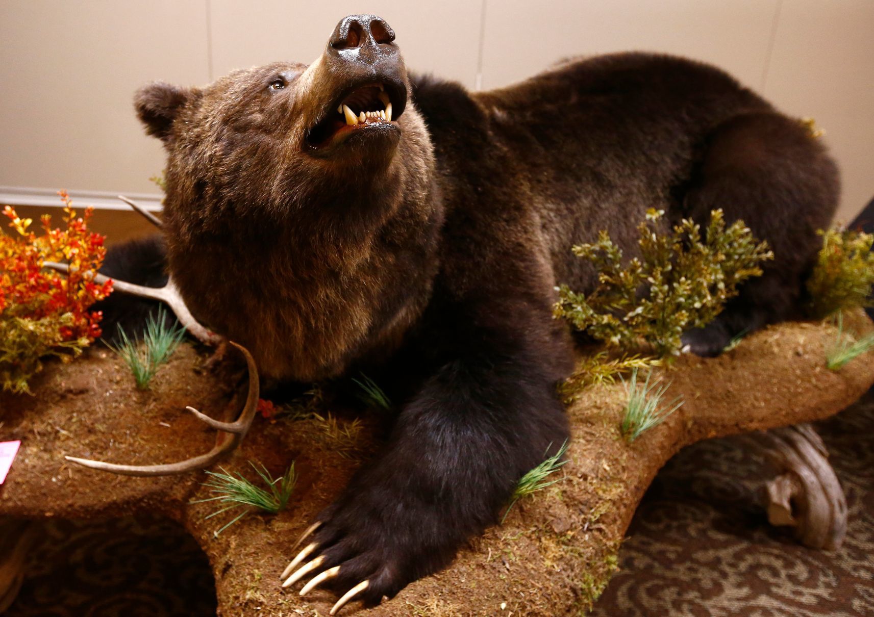 Montana Taxidermists Association Convention and competition